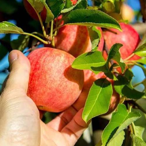 APPLE HIMACHAL