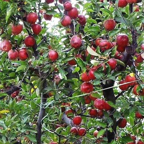 APPLE KASHMIR