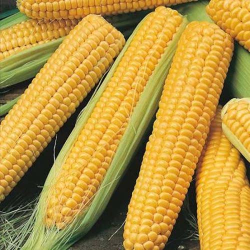 BHUTTA (500GM)