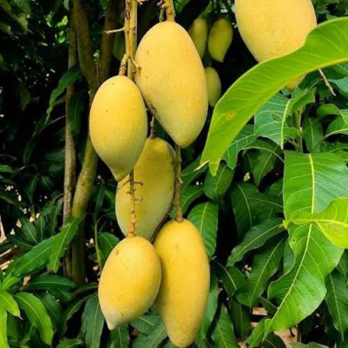 MANGO CHAUSA