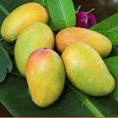 MANGO KESAR