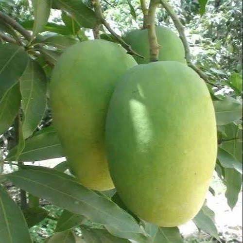 MANGO MALIHABADI