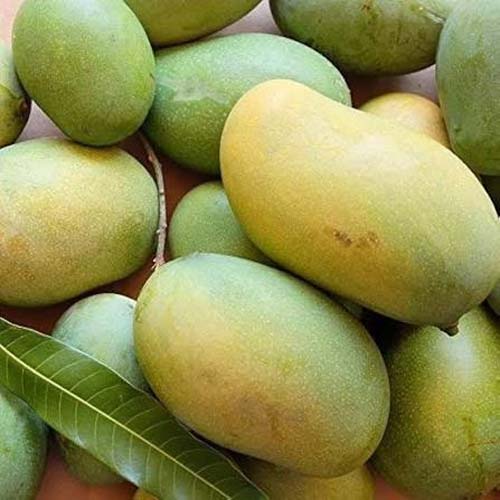 MANGO MALIKA