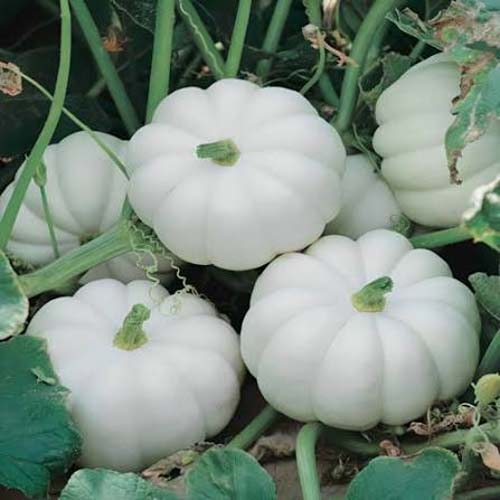 PUMPKIN WHITE