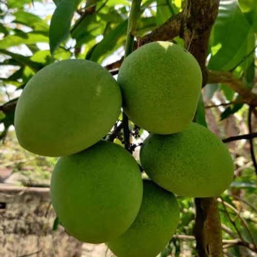 RAMKELA (For Pickle)