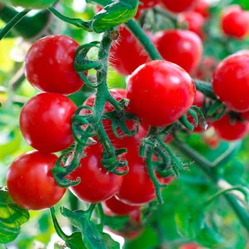 TOMATO CHEERY - 1 PACK