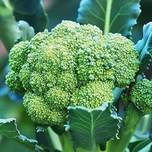 BROCOLI (500GM)