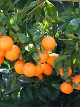 Australian Mini Oranges  - 500 GM
