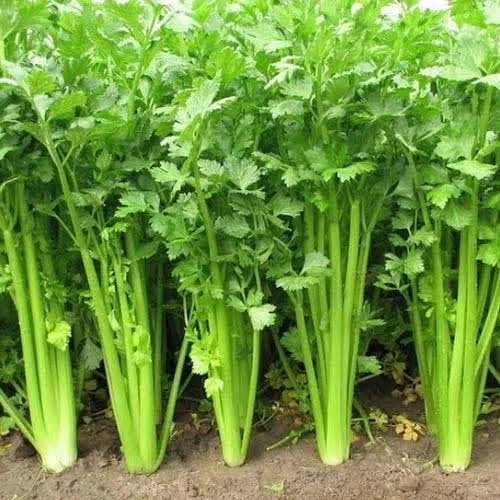 Celery Leaf 100GM