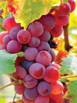 Grapes RED - (1PKT)