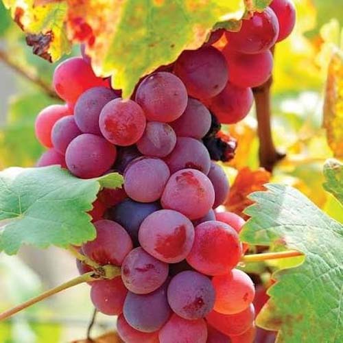 Grapes RED - (1PKT)