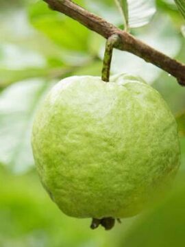 Guava Thai - 1KG