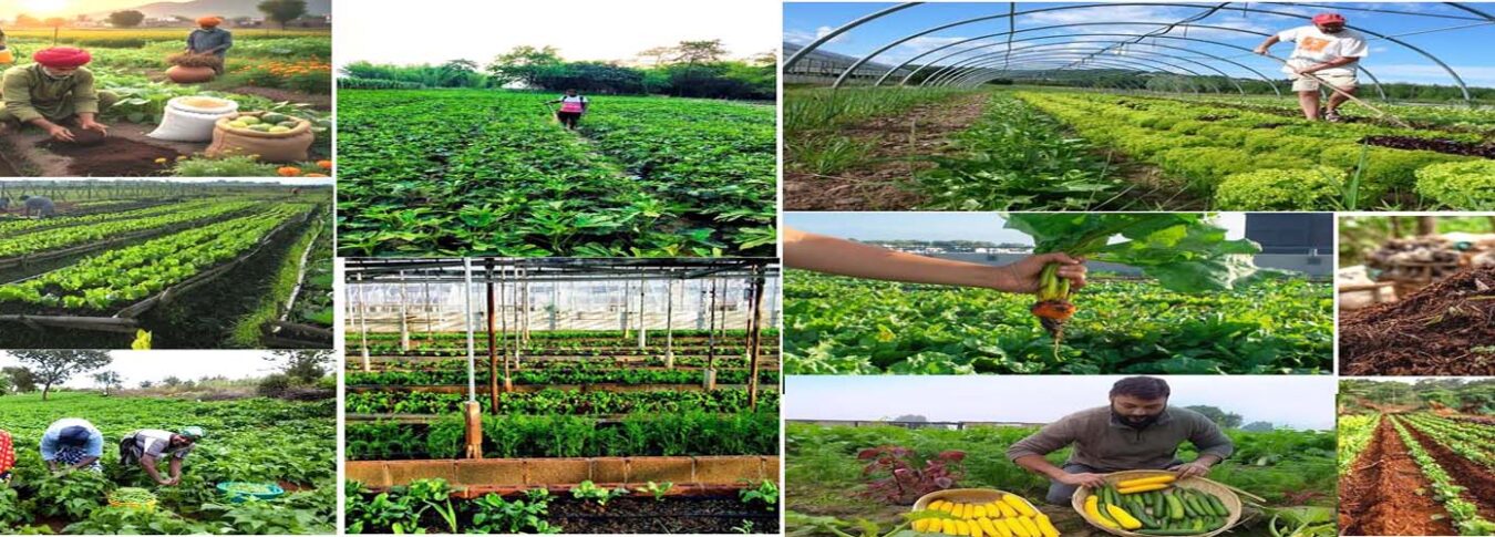 Grocoli – Farm Fresh Organic / Residue & Pesticides Free Vegetable and Fruits